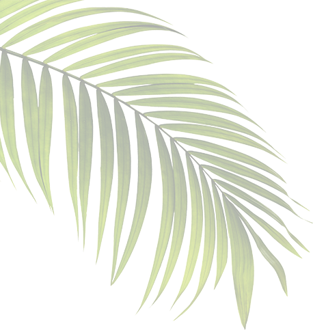 palm leaf